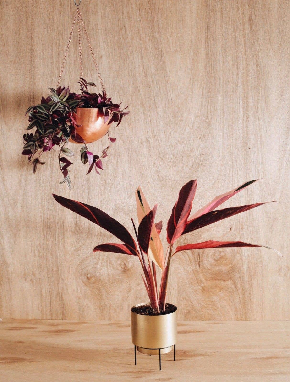 Sawah Botanical – wholesale Hängande kruka – Stor koppar Rose Gold Hängande Planter2