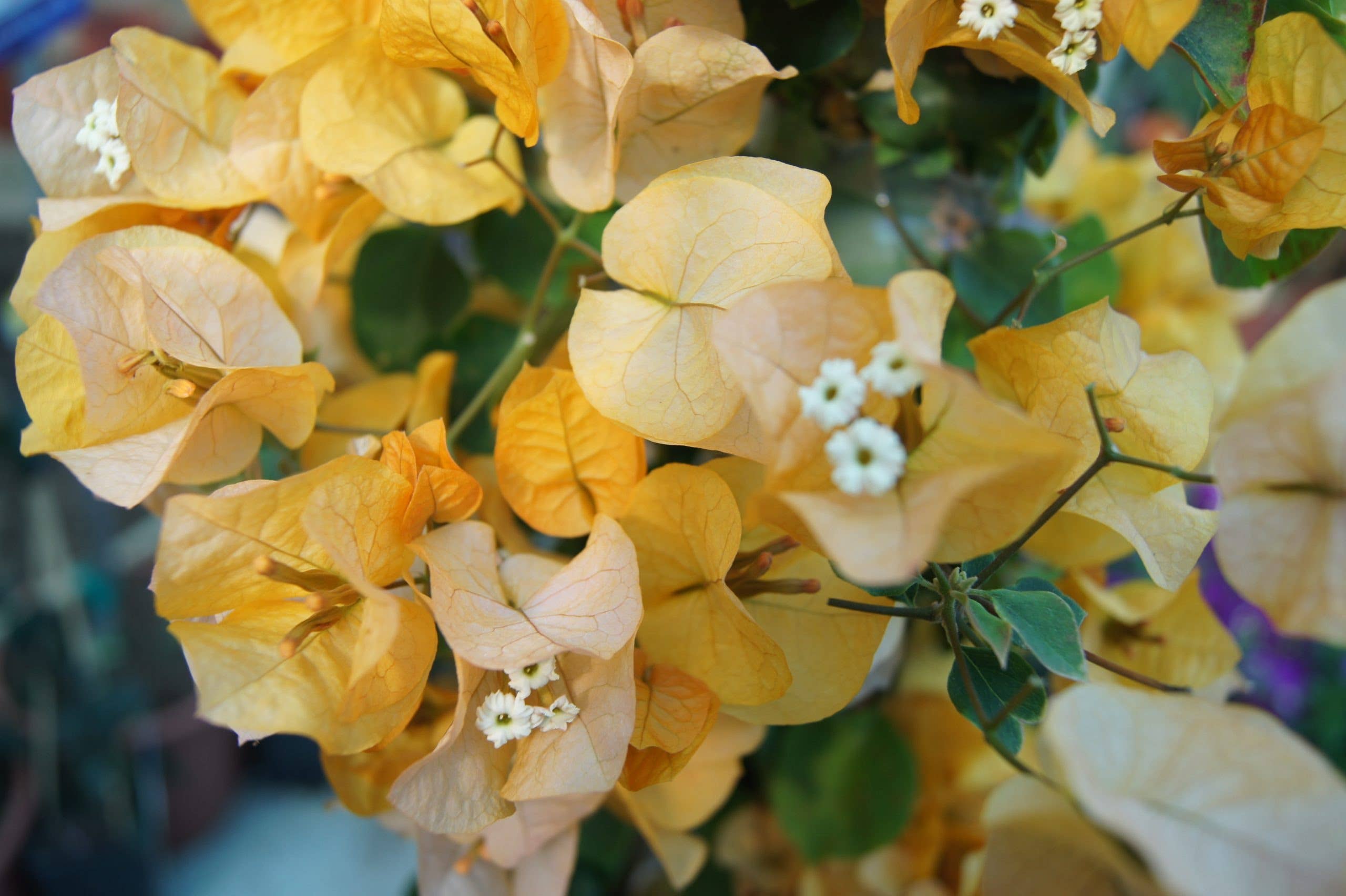 VIVERCID - Wholesale Live Plant - Orange Bougainvillea Tutor0