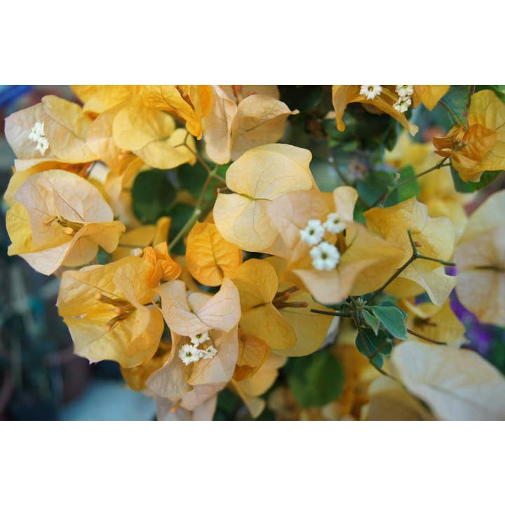 VIVERCID - Wholesale Live Plant - Orange Bougainvillea Tutor