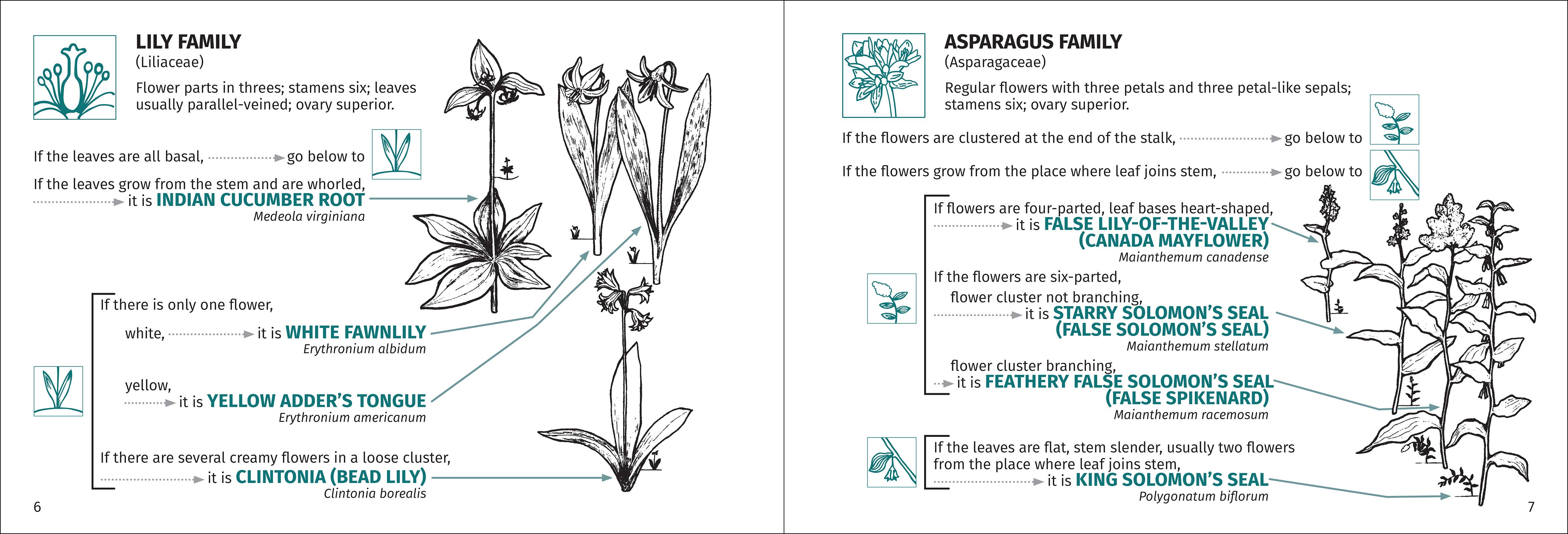 AdventureKEEN - Wholesale Nature & Outdoors - Flower Finder 2nd Edition9