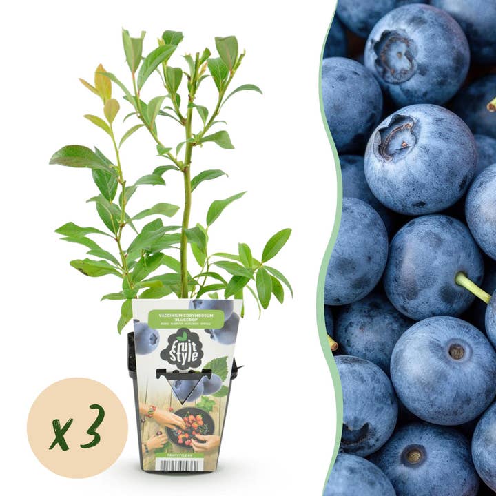 Blåbær Vaccinium corymbosum Bluegold hårdfør 3 planter Ø9cm højde 30cm – Aromatisk blåbær til have, altan & terrasse for engroshandel hos Oasis of Life