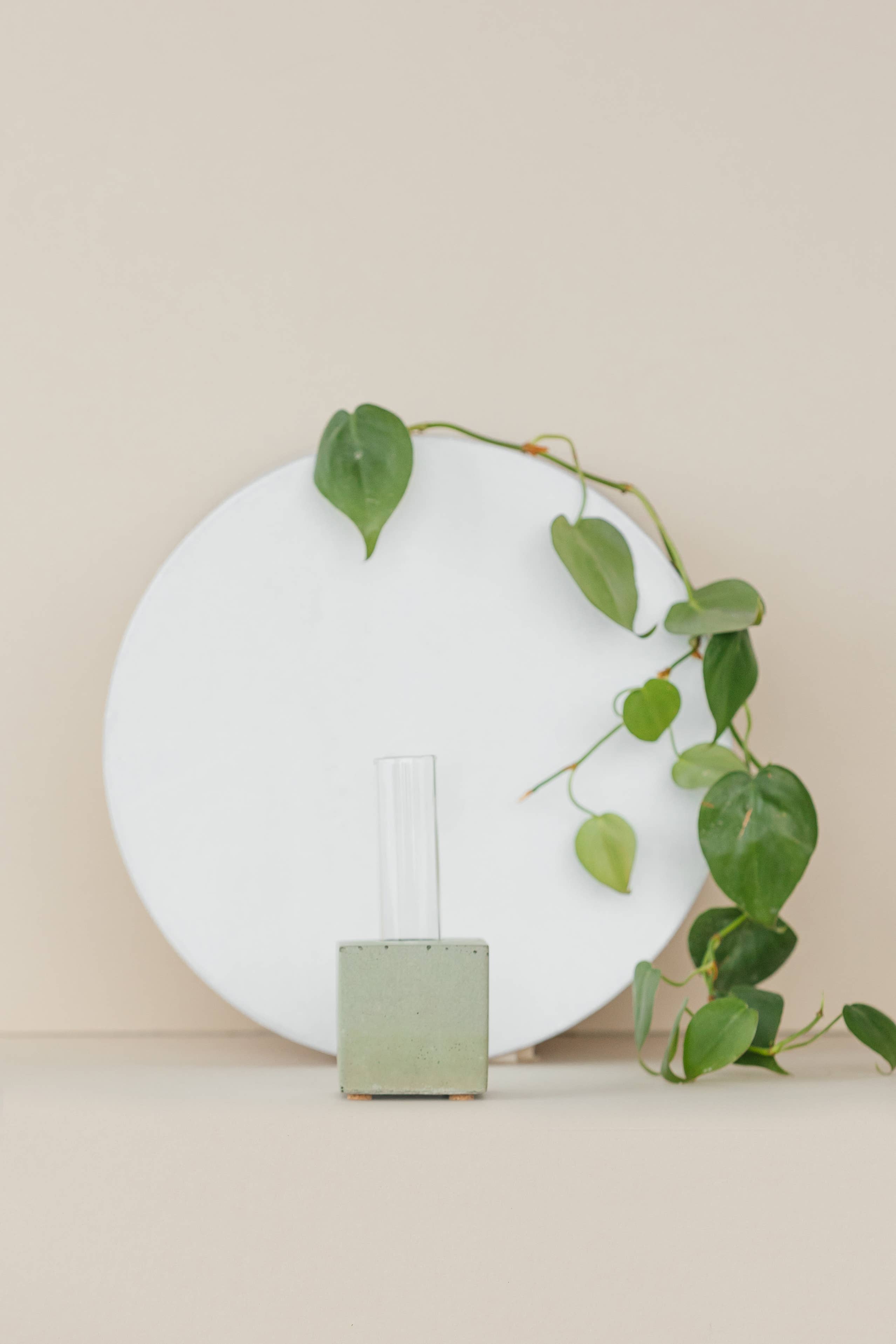 The Plant Supply - Wholesale Vase - Propagation Vase | Cutting Holder and Propagation Station1