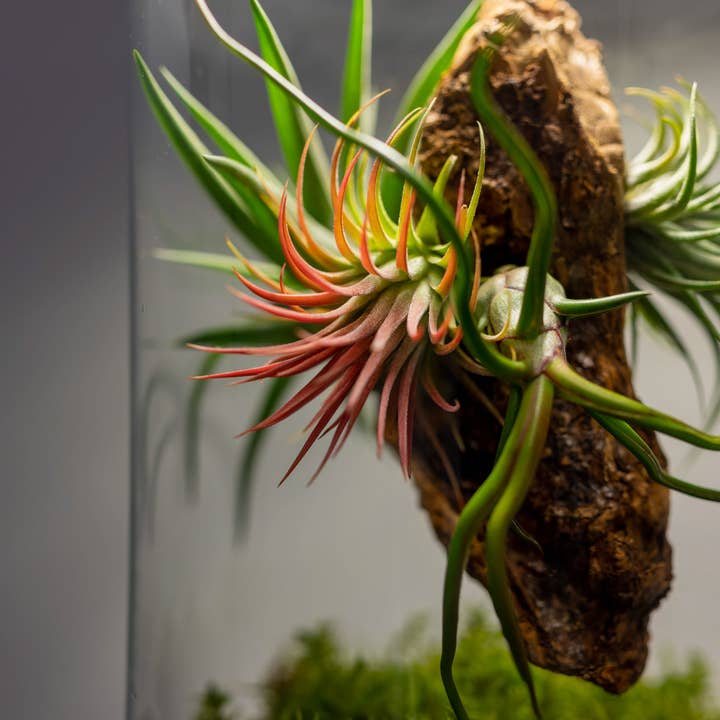 BOREEN Shop - Wholesale Terrarium - Terrarium with air plants Tillandsia | Eternal Garden3
