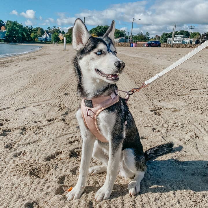 SASSY WOOF - Wholesale Pet Harness - Dog - Dog Adjustable Harness - Pinot10