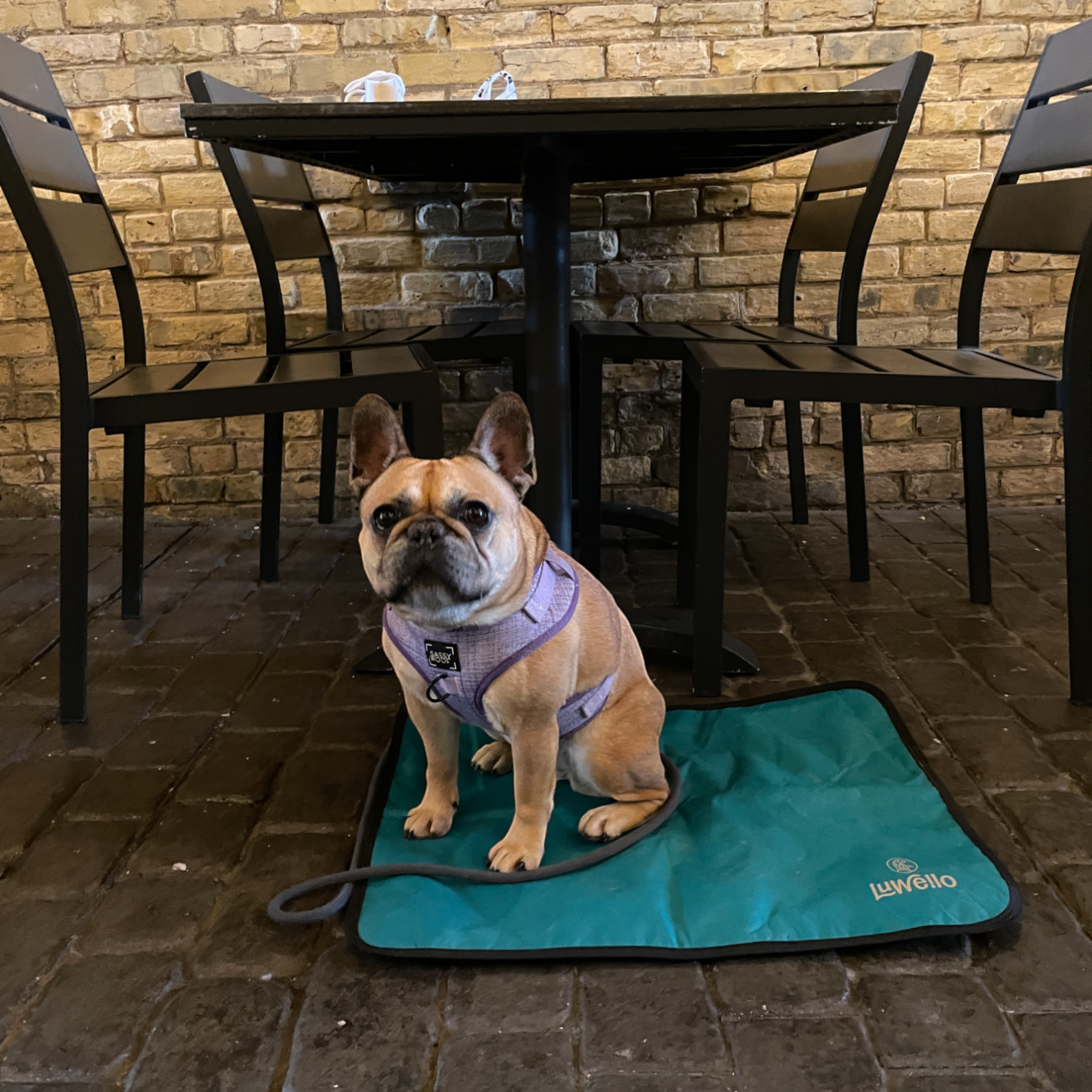 LUWELLO, LLC - Wholesale Pet Bed - Dog - Portable Dog Settle Mat13