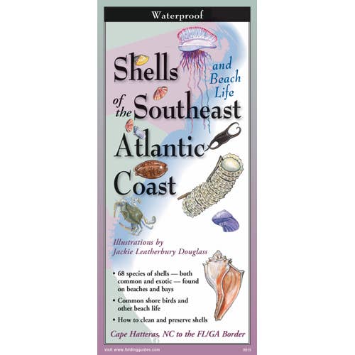 Shells of the Southeast Atlantic Coast for wholesale by Earth Sky + Water