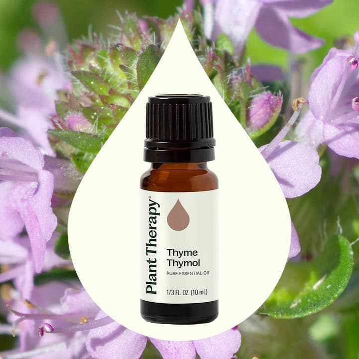 Plant Therapy - Wholesale Essential Oil - Thyme Thymol Essential Oil 10 mL2
