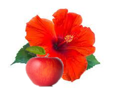 HERB'N SWIGG - Wholesale Kombucha - Kombucha Tea 12oz 6 Pack9