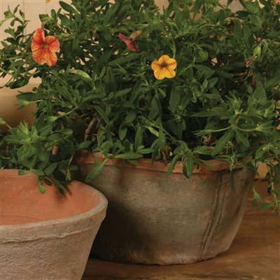 HomArt - Wholesale Plant Pot - Rustic Terra Cotta Oval Pot - Lrg - Antique Red