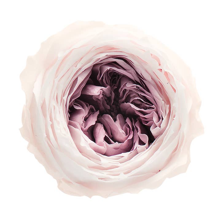 2626 Designs - Wholesale Dried/Pressed Flowers - Box of 8 Preserved Rose Temari Mille-Feuille | Home Décor2