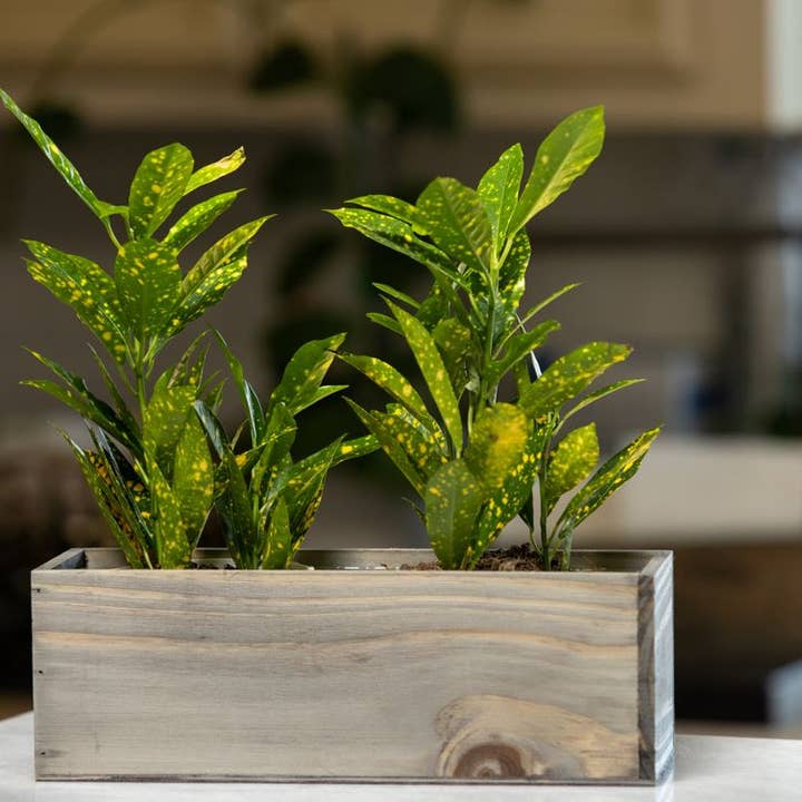 UNIMIX FLORAL - Vente Jardinière - Jardines/contenants en bois 12 « x 4"6