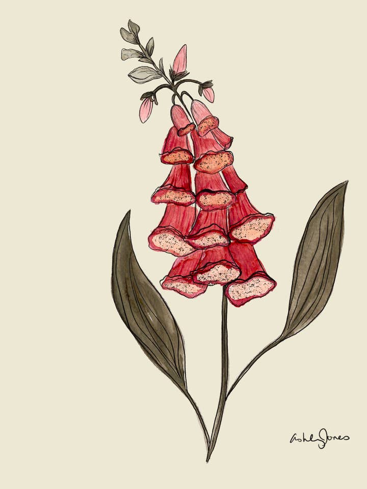 Foxglove Art Print for wholesale by Covered With Art
