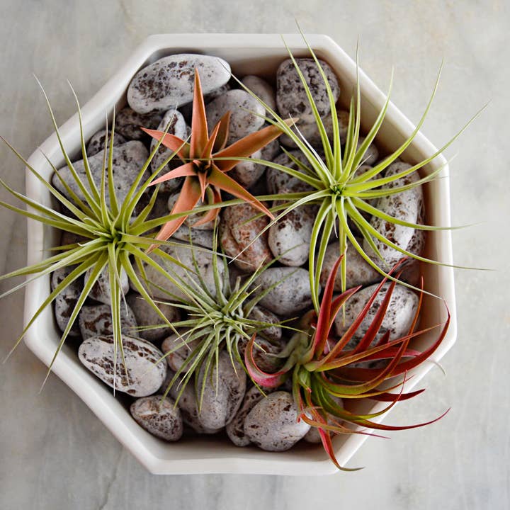 Niik Creative Co. - Wholesale Plant Pot - Octagon Nesting Ceramic Planter Set