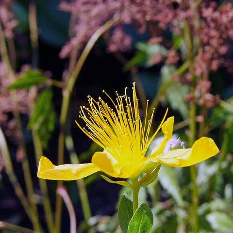 Ollois - Wholesale Oral Supplement/Vitamin - Olloïs Hypericum Perforatum 30C Vegan Organic kosher, 80ct10