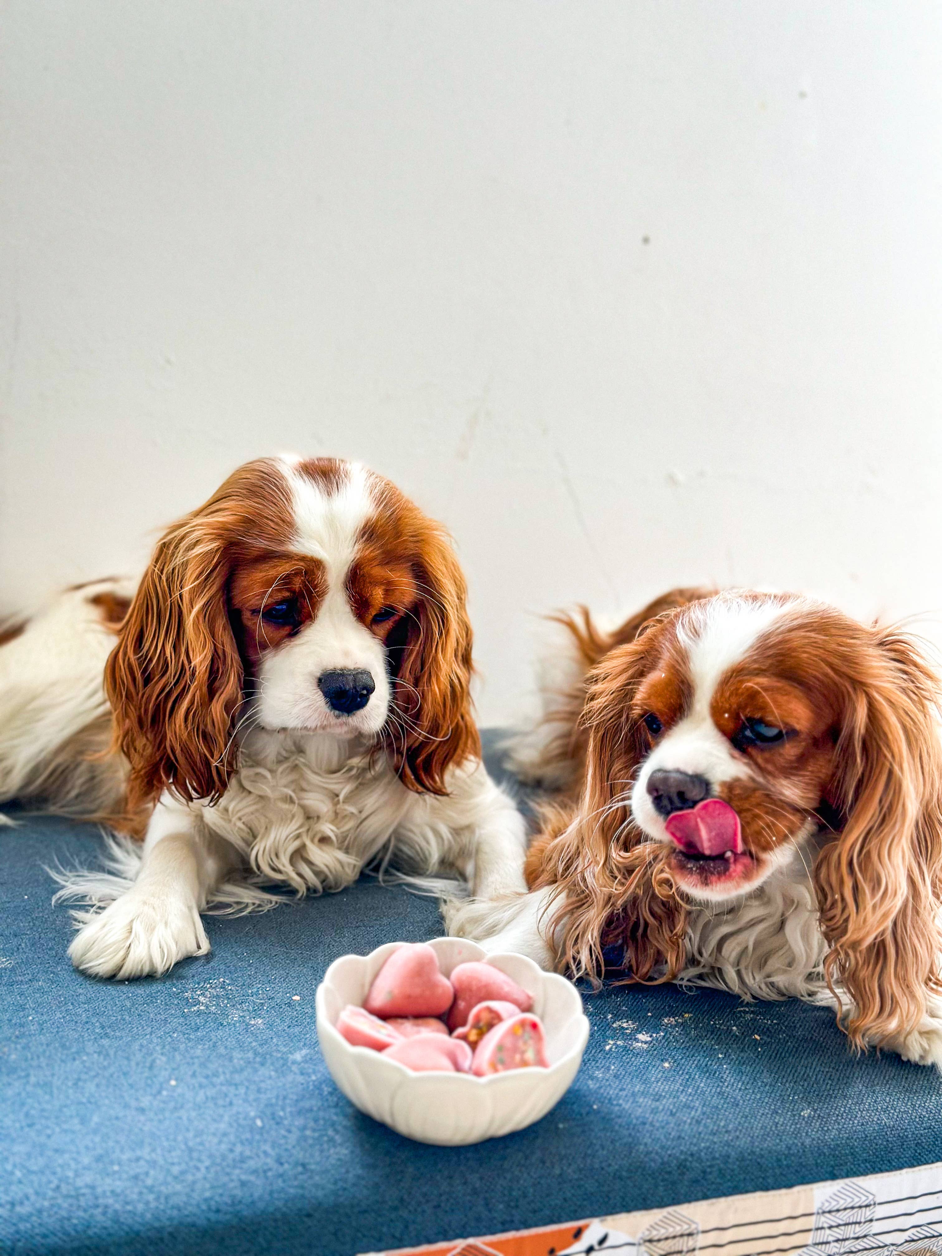 Belpharmed bv: Cooka's Cookies & Sensidog - Venta al por mayor Chuches - Perros - Mezcla de helado con pollo real y fresa para mascotas8