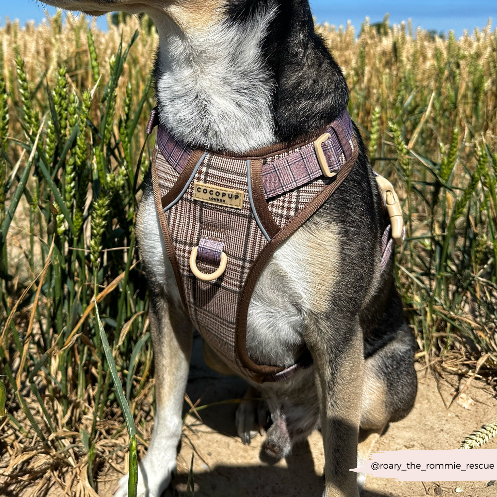 Cocopup London – wholesale Pet harness – Dog – Explore Harness - Pup Plaid22