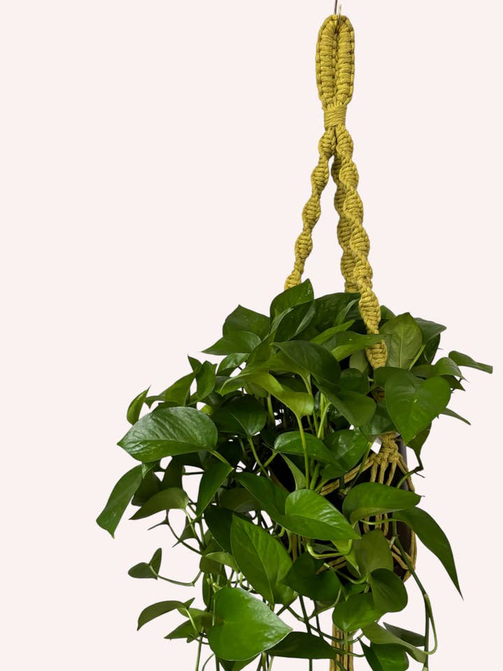 Modern Classics Macrame Plant Hangers - Spring Home Decor for wholesale by Offhand Fibers