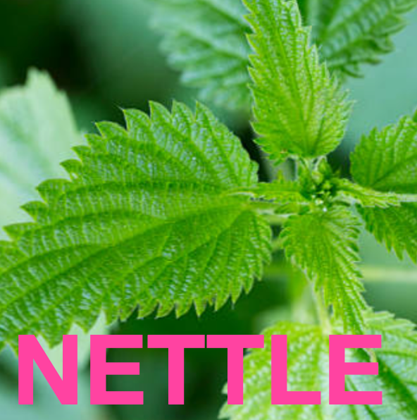 Eat Gold Organics - Wholesale Chocolate Bar - NEW MAMA a Potent, Functional & Delicious Chocolate Bar8