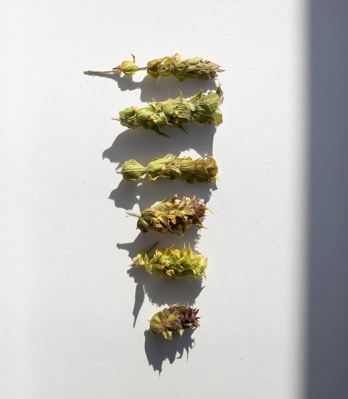 Daphnis and Chloe - Wholesale Loose Tea - Mountain Tea Bouquet1