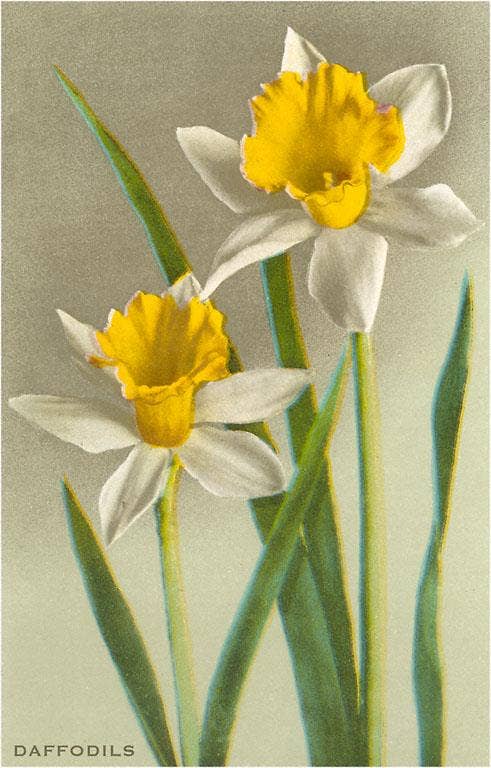 Found Image Press – Großhandel Aufkleber – Aufkleber FC-34 Narzissen0