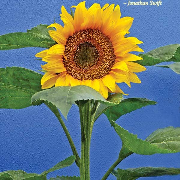 Sunflower fødselsdagskort for engroshandel hos MUNDO IMAGES