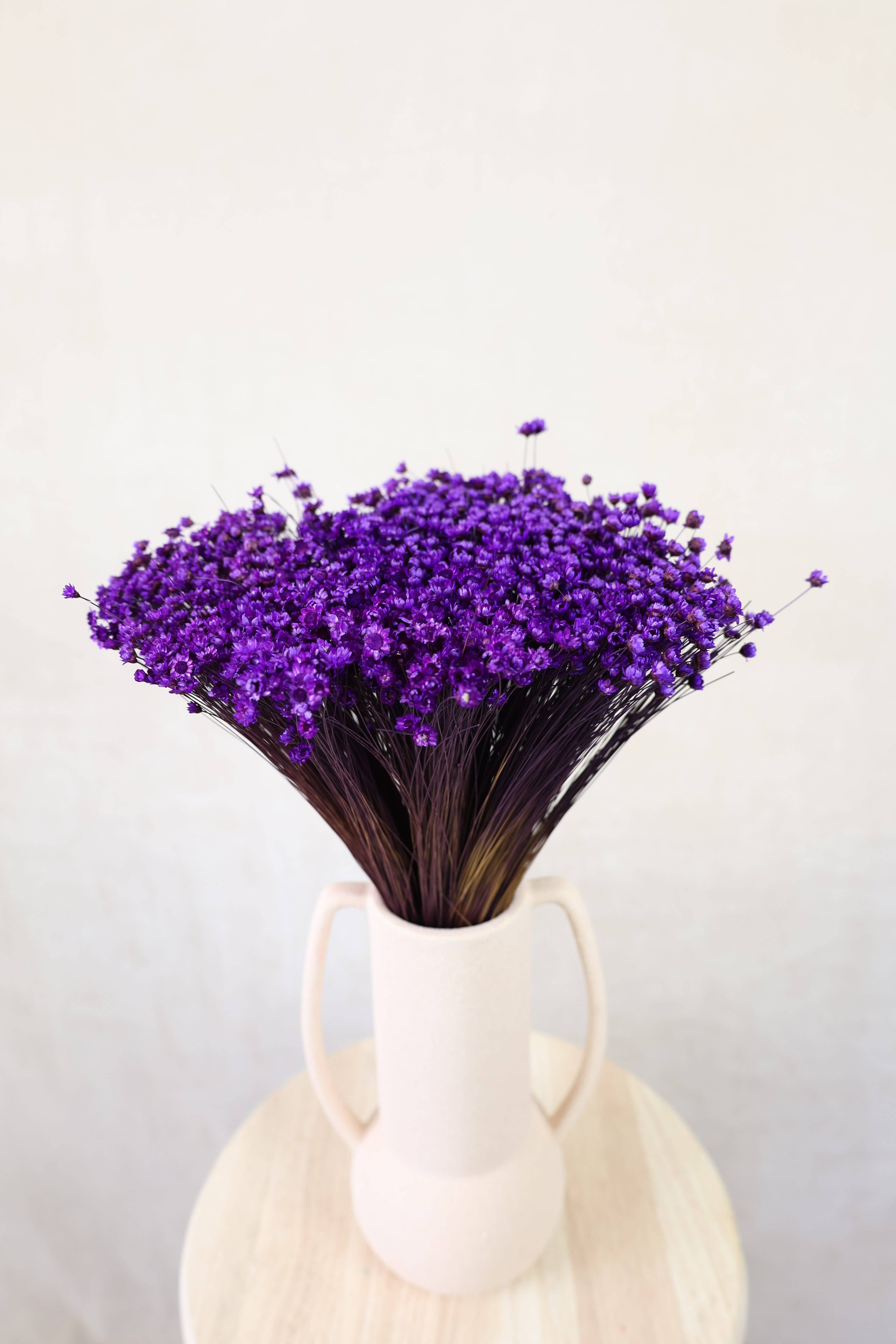 FlowerFantaSee – wholesale Torkade/pressade blommor – Torkade stjärnblommor4