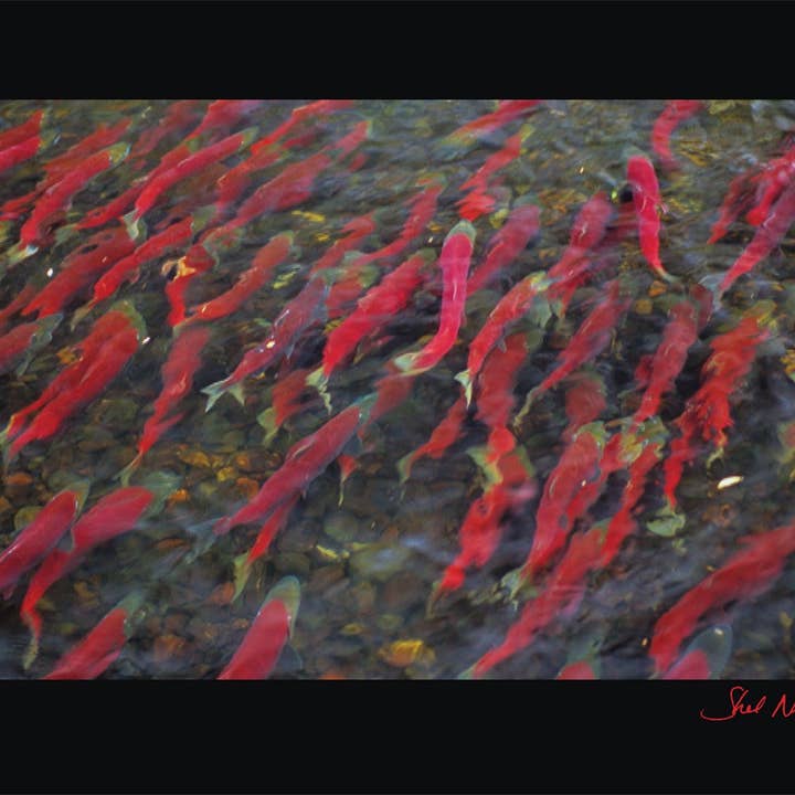 Rotlachs-Wanderung · Die Reise für den Großhandel von WildArt Photography Greeting Cards