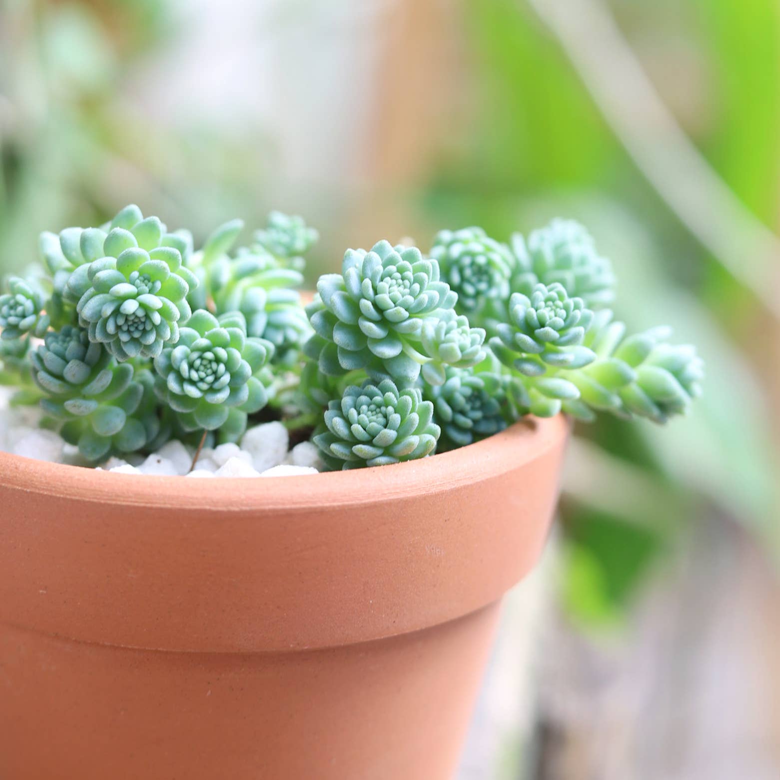 Best Plant Friend - Vente Succulentes - Sedum Major - Sedum dasyphyllum 'Ciels Himalayens'11