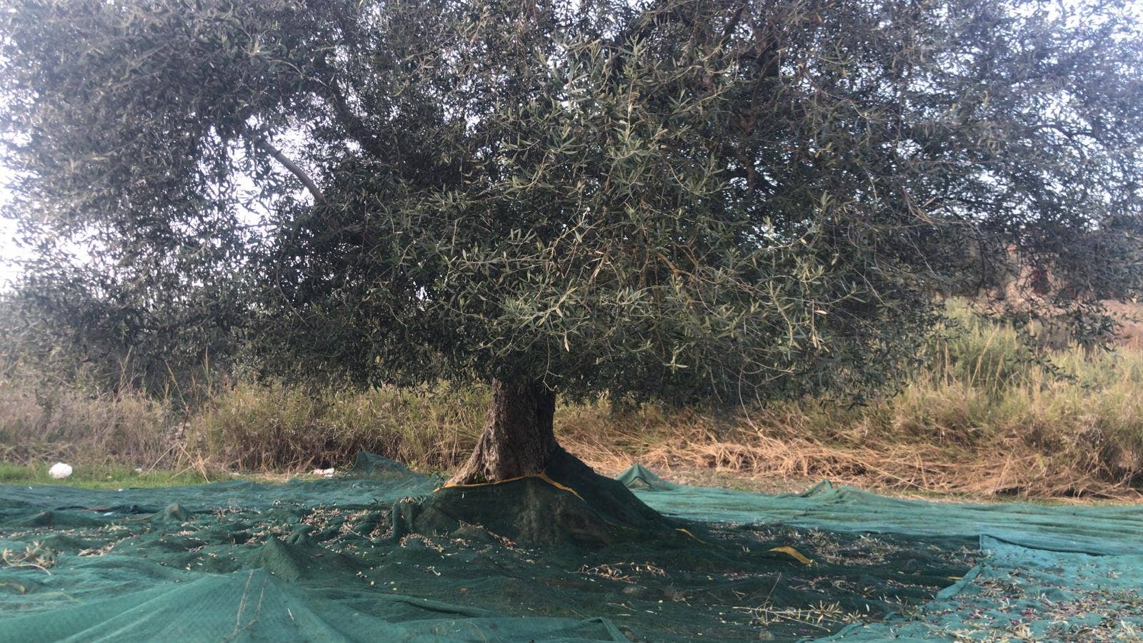 Don Vito Eccellenze Siciliane - Wholesale Olive Oil - Extra virgin olive oil3