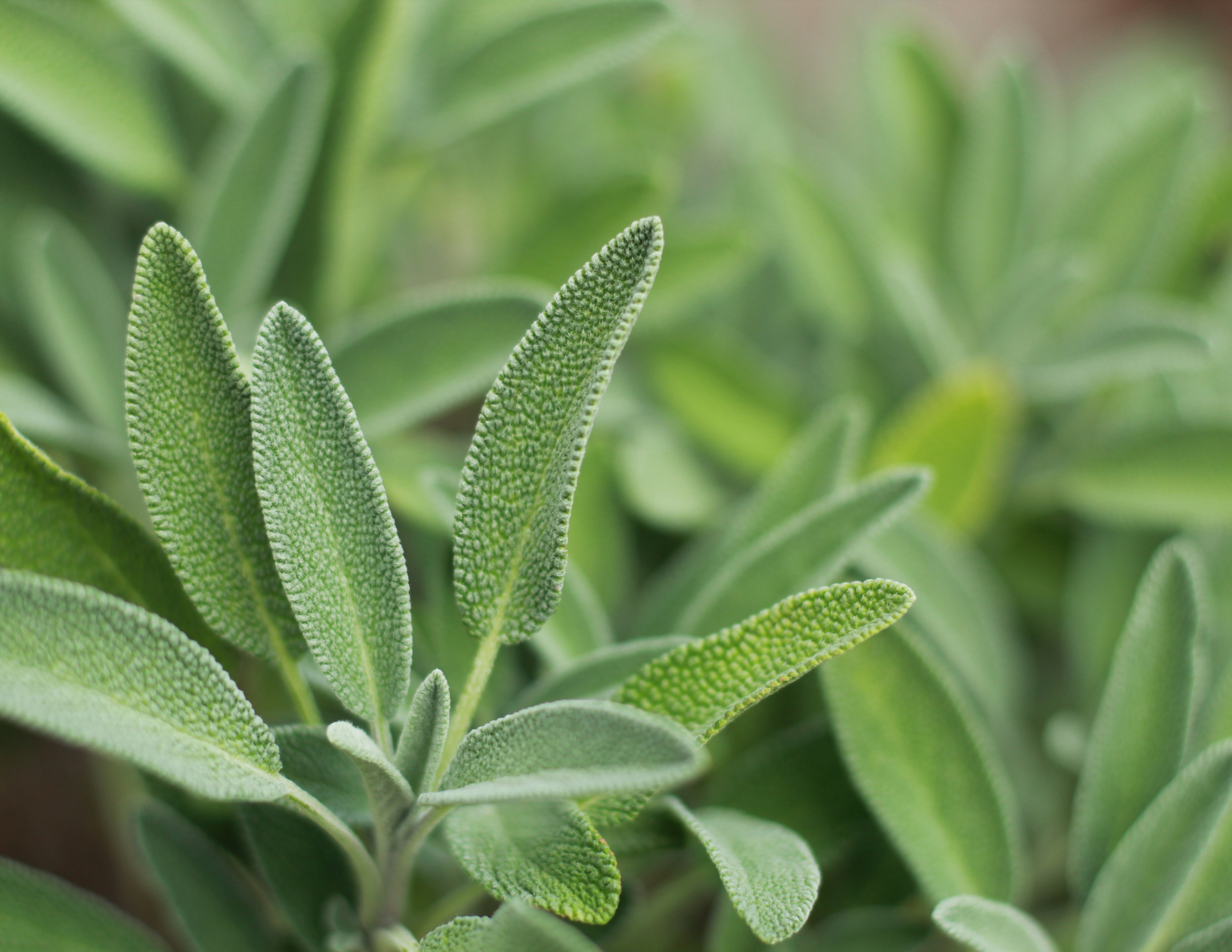 The Elevated Seed Co. - Wholesale Plant Seeds - Sage Garden Seeds1