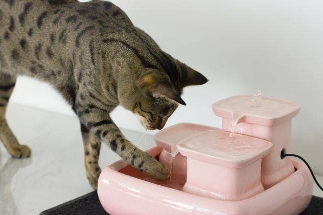 Miaustore – wholesale Pet bowl – Cat/dog – Cat fountain ceramic standard8