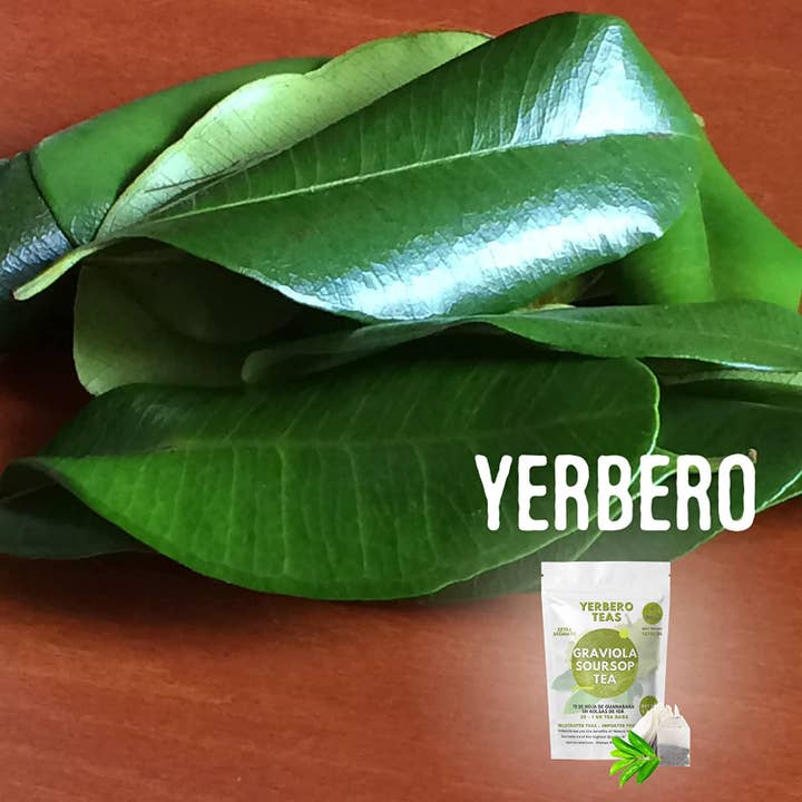 YERBERO - Wholesale Loose Tea - Yerbero - Whole Wildcrafted Dried Graviola Soursop Leaves 1 LB (453g - 1300+ Leaves Per Bag)3