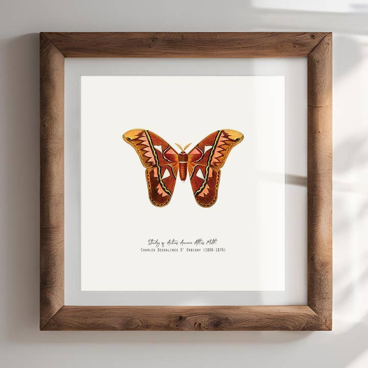 Atlasfjäril Vintage Fransk Illustration Konsttryck för wholesale av Espi Lane