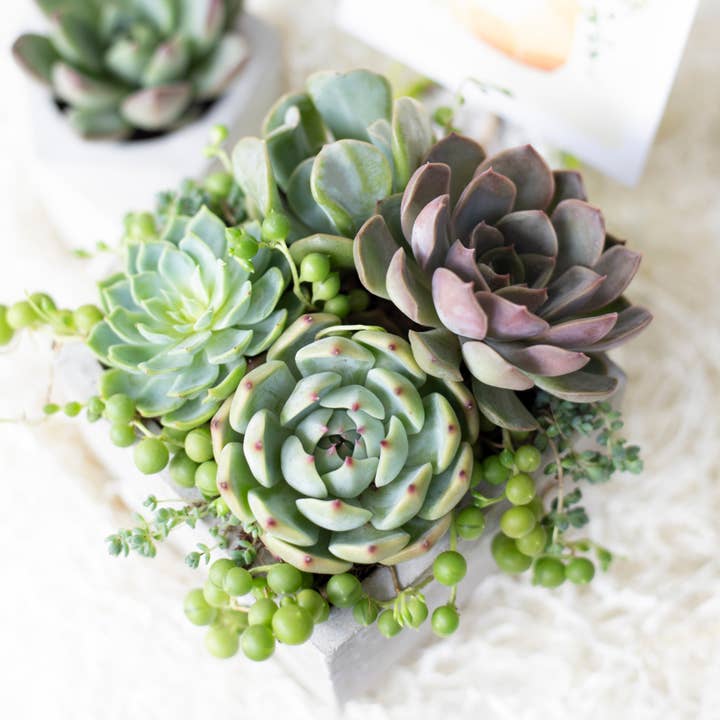 Best Plant Friend - Wholesale Succulent - Rosette Succulent Tray - 64 Live Bulk Succulents - 8 Species
