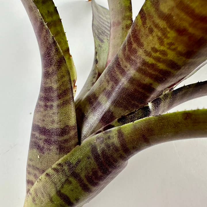 The Artizan Way - Wholesale Live Plant - Neoregelia Zeus - Live Bare Root Plant