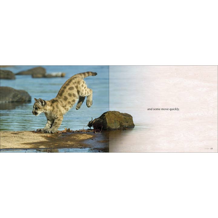 AdventureKEEN - Wholesale Baby & Toddler Book (0-2) - Some Babies Are Wild1