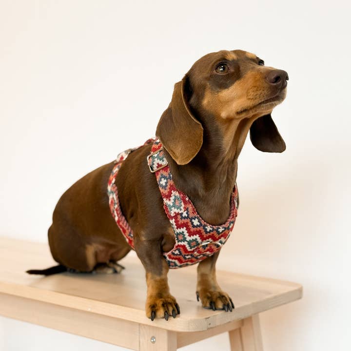 Sele Arnés og Line Jal for engroshandel hos De La Mur