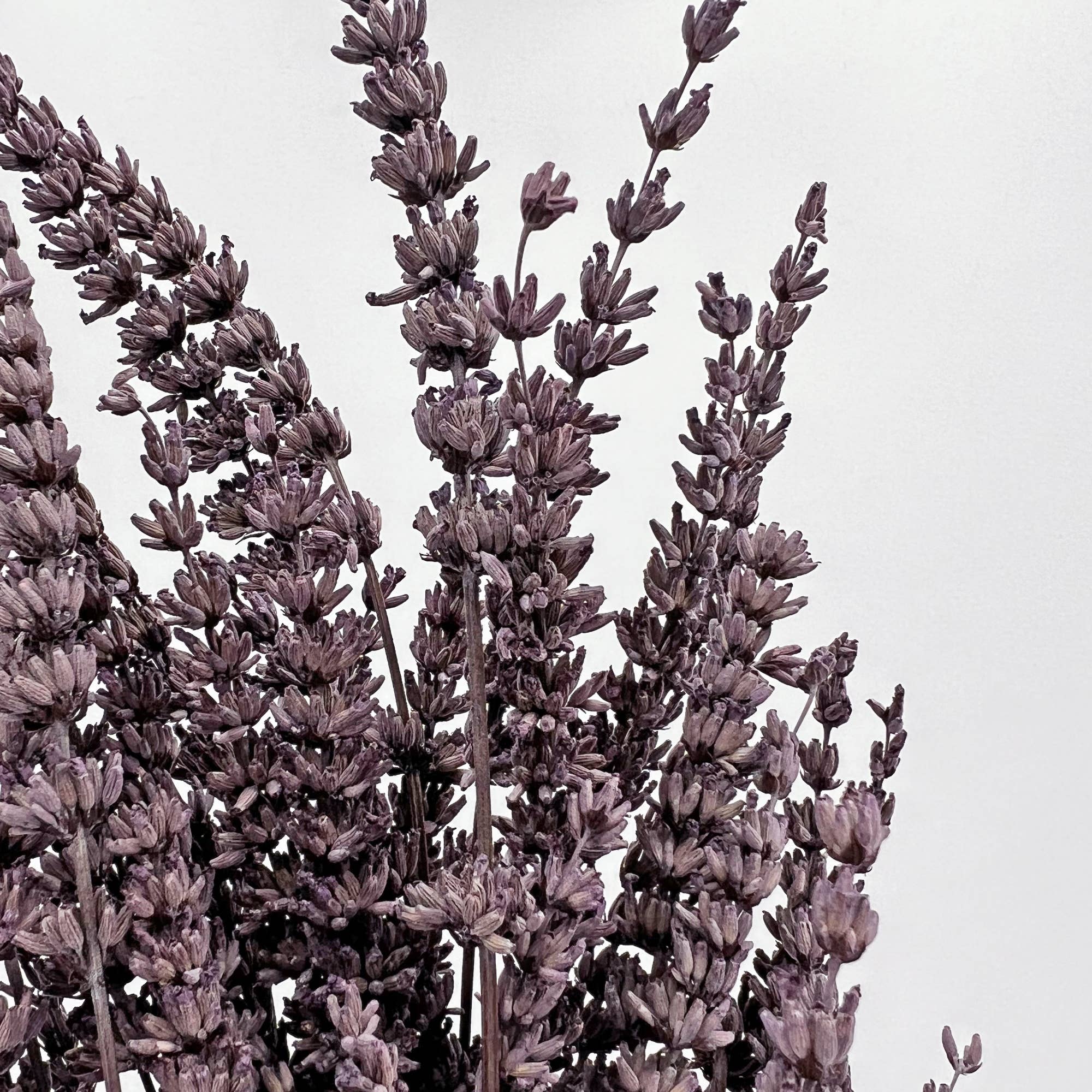 2626 Designs – Engroshandel Tørrede/pressede blomster – Tørrede konserverede lavendelbuketter, 53 cm, flere farver8