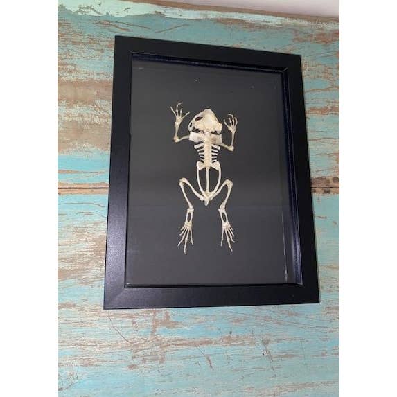 Duttaphrynus melanostictus, Asian Black Spined Toad Skeleton in a Frame for wholesale by Newman Art Designs