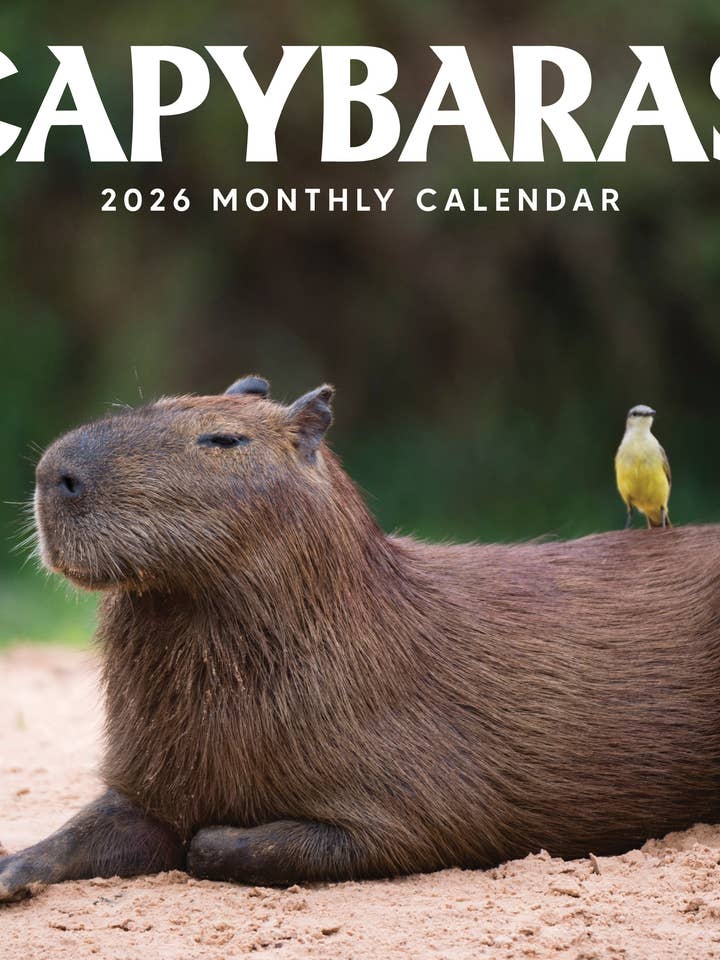 Calendrier mural 2026 Capybaras Marble City Press pour la vente par Marble City Press