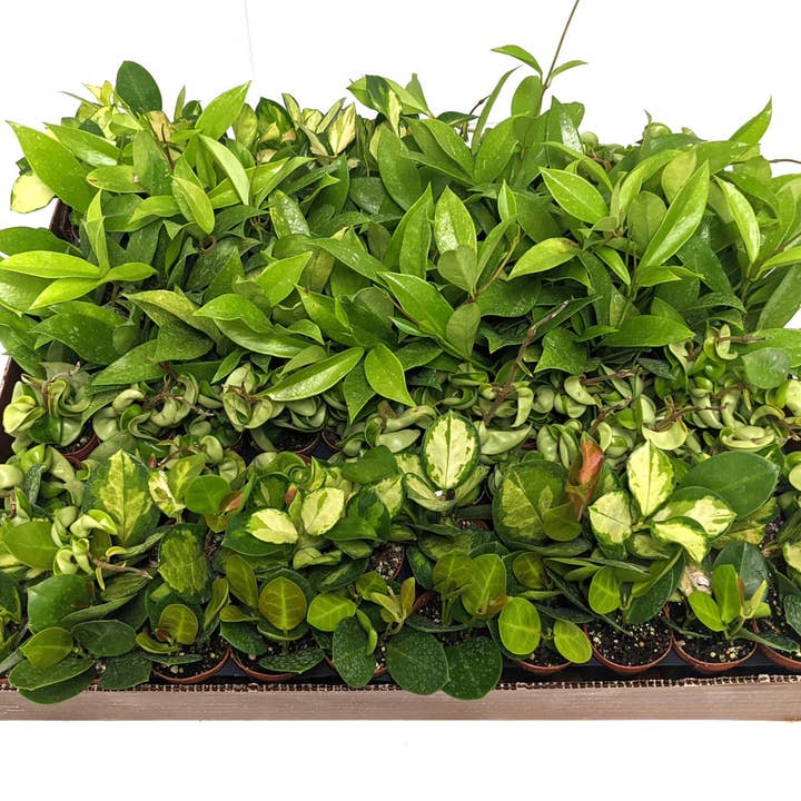 The Old Yew Plant Shop - Wholesale Live Plant - 2" Hoya Live Plant Mix