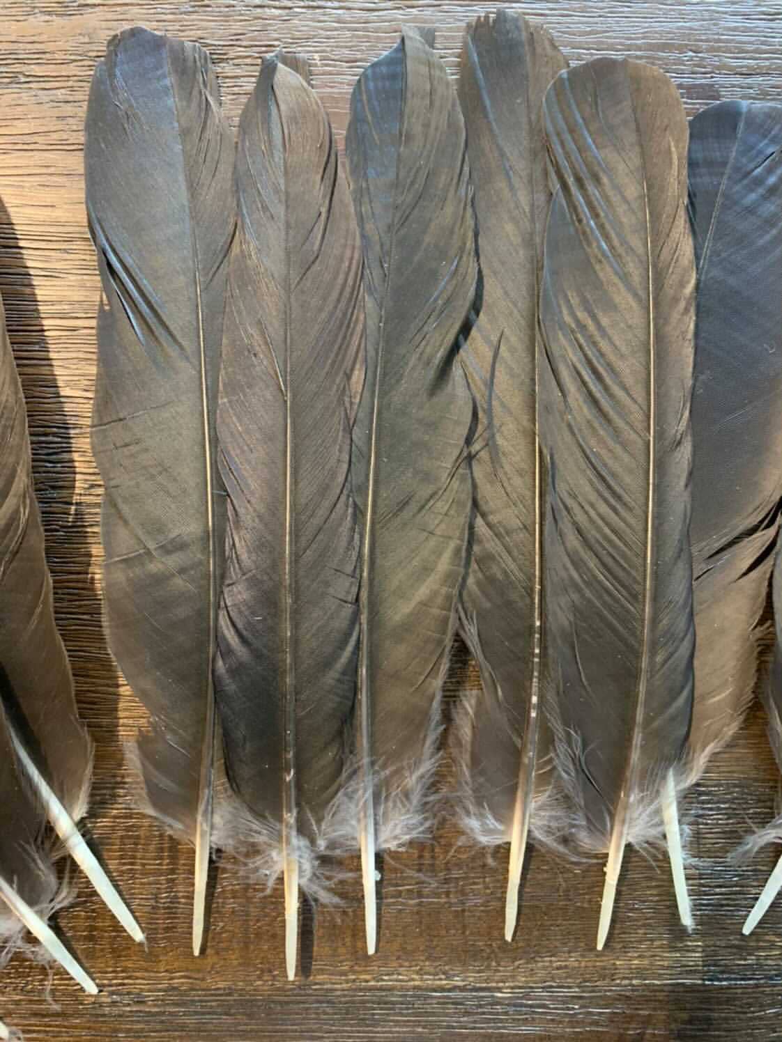 Plumes Naturelles - Wholesale Feathers - Natural crow feathers3