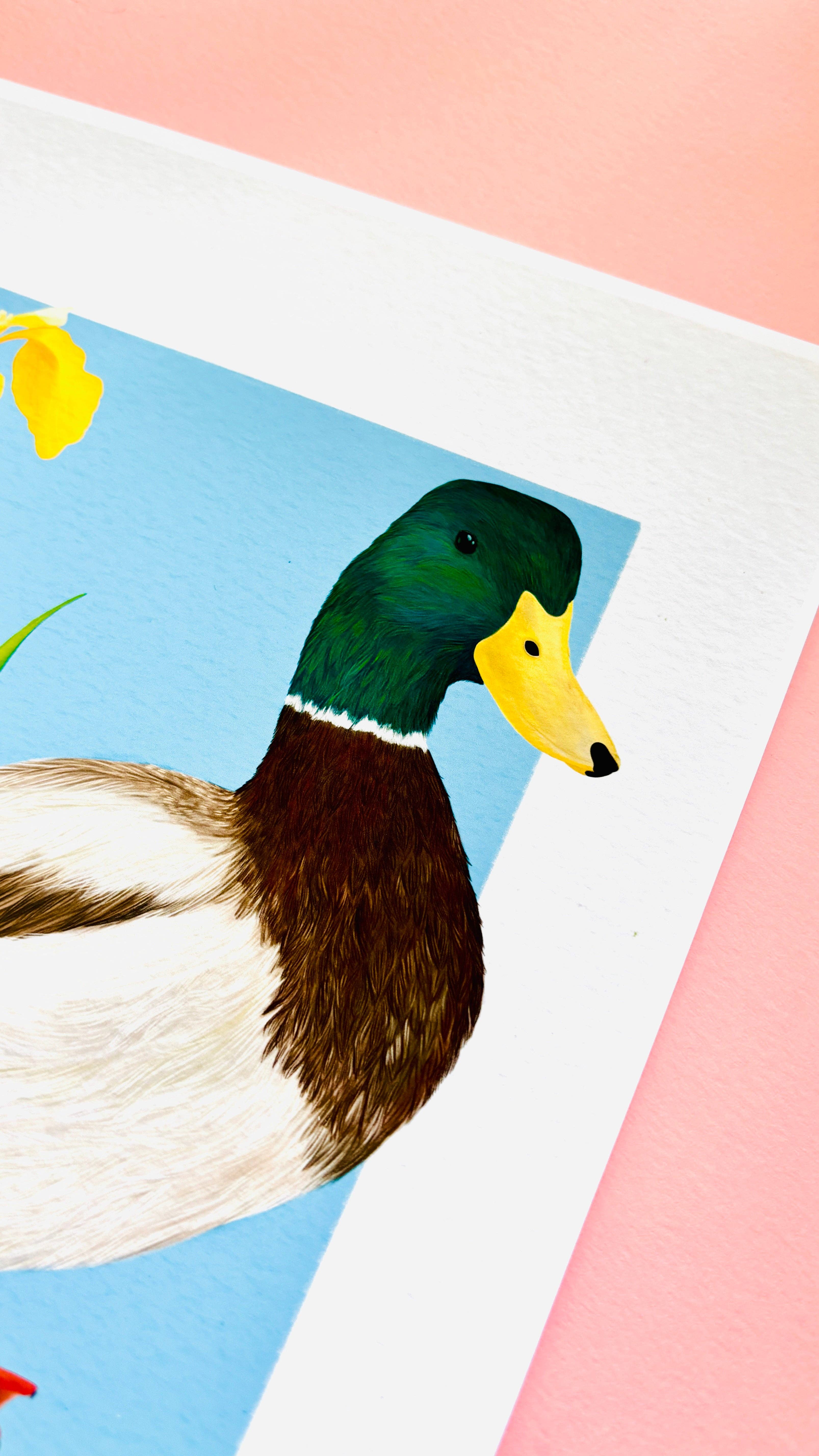 Pixiecraft - Wholesale Art Print - Mallard Duck Art Print- British Wildlife Illustration for Nature Lovers2