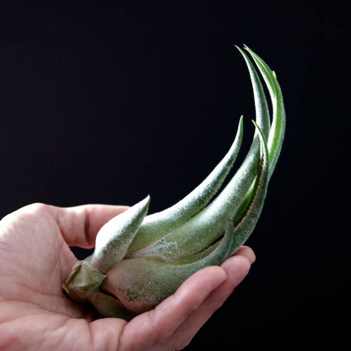 The Artizan Way - Wholesale Live Plant - Tillandsia Seleriana - Live Air Plant