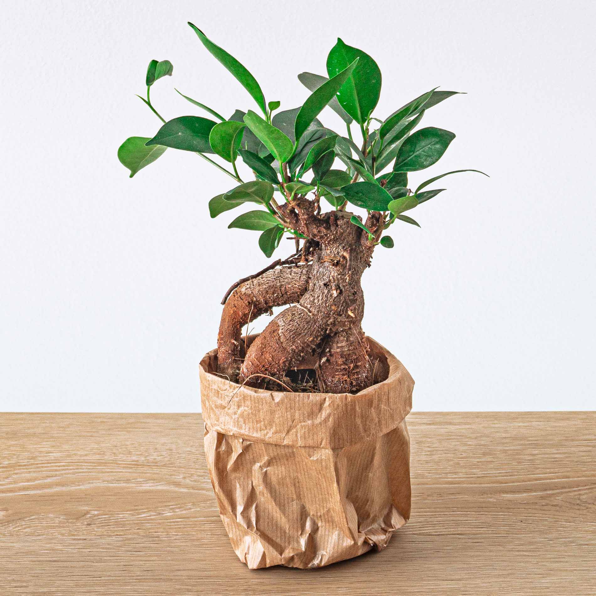 Trendhero.nl/b2b - Wholesale Live Plant - Ficus microcarpa ginseng bonsai - ↑20 cm2