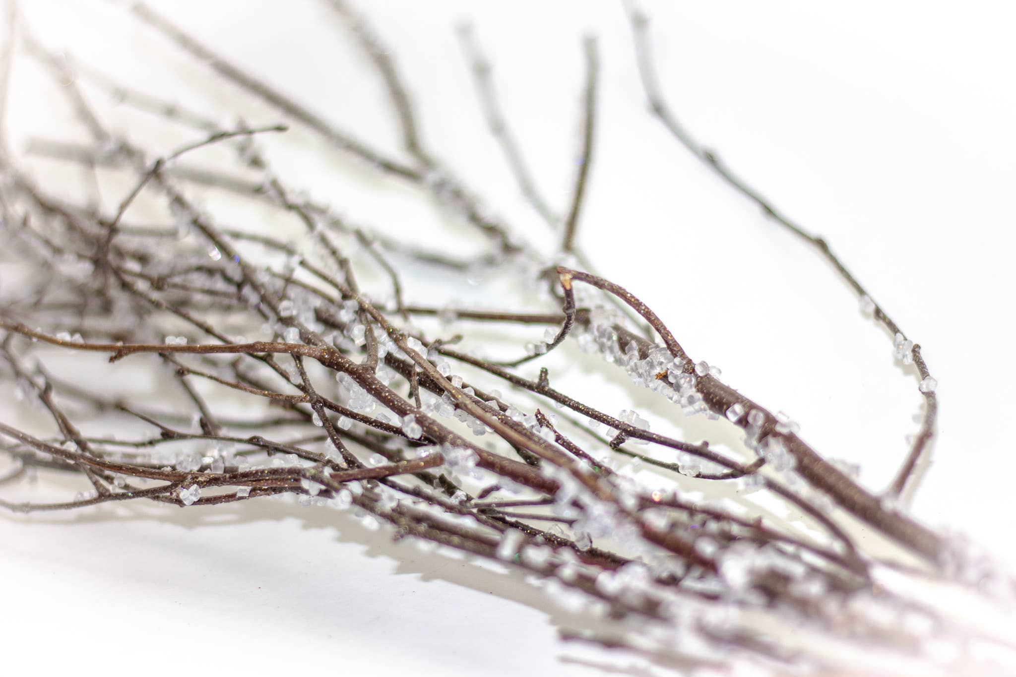 Winter Woods - Vente Fleur séchée/pressée - Branches de bouleau colorées1