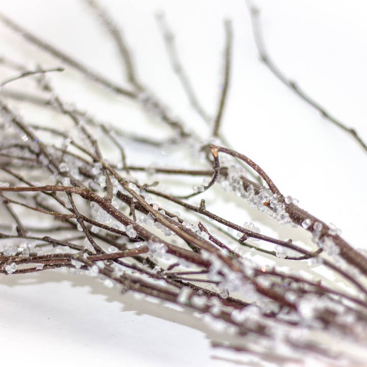 Winter Woods - Wholesale Dried/pressed flowers - Colored Birch Branches1