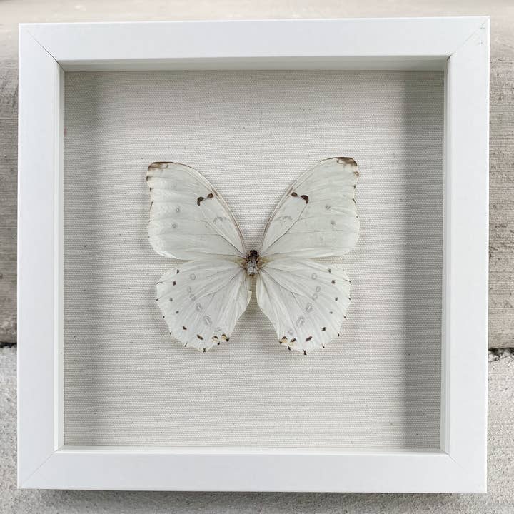 Luna Morpho Butterfly for wholesale by Sunny & Stuff