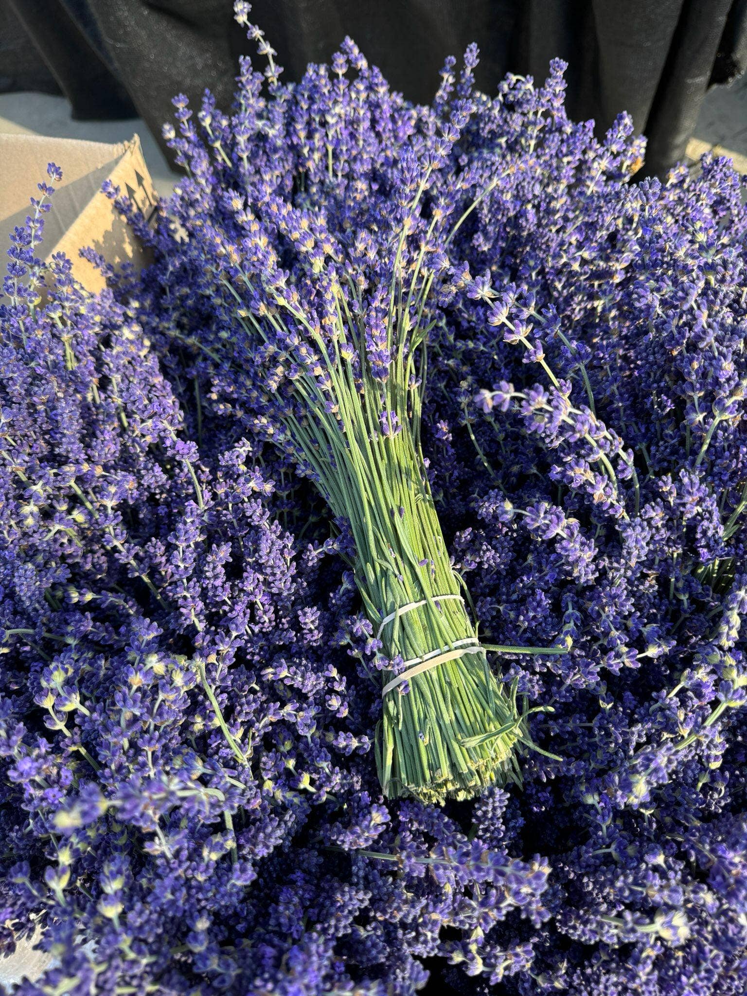 Cavalli - Wholesale Herbs - Culinary Lavender Buds - Royal, Melissa & Blend2