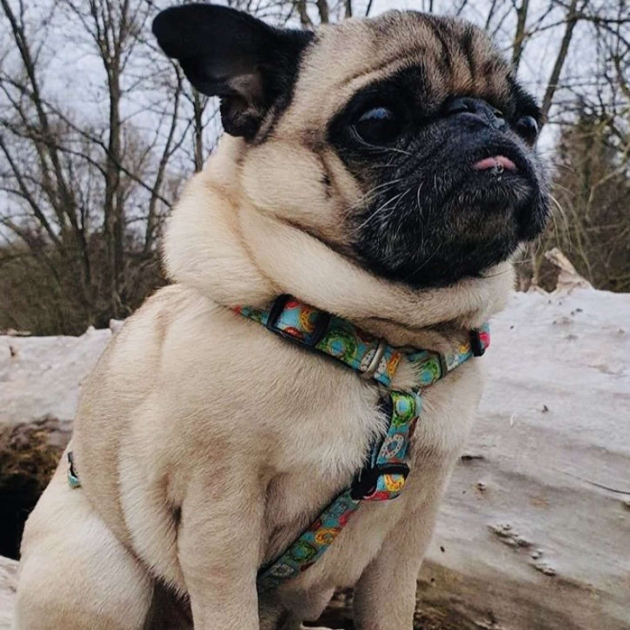 Max & Molly - Wholesale Pet Harness - Dog - Dog H-Harness - Donuts4